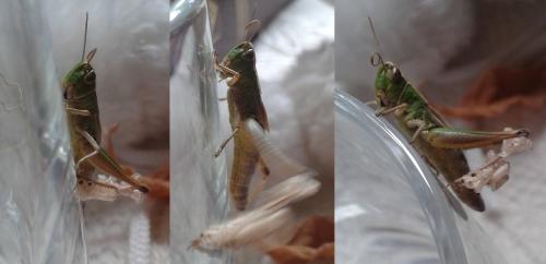 Réf. 335 370 : Pseudochorthippus parallelus parallelus